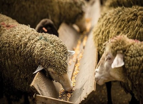 https://shp.aradbranding.com/فروش خوراک گوسفند پرواری + قیمت خرید به صرفه